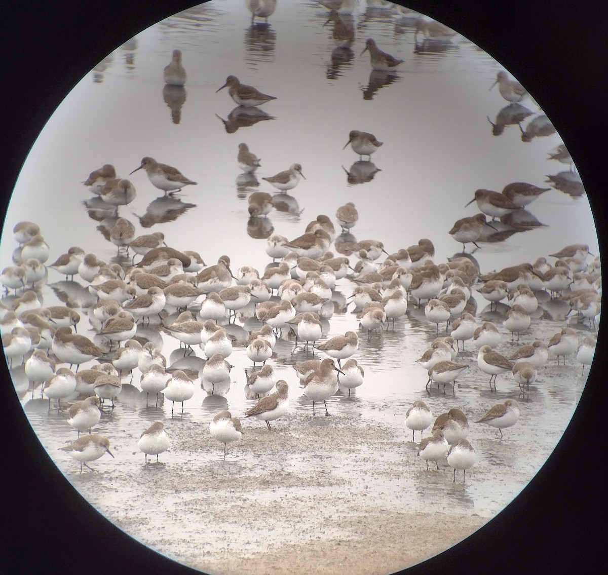 Перепончатопалый песочник - ML645951801