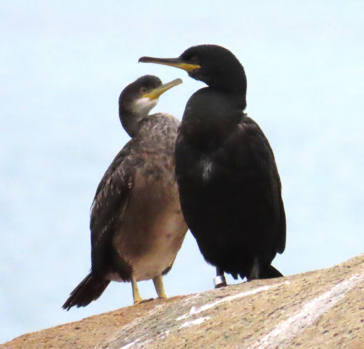 European Shag - ML645951802