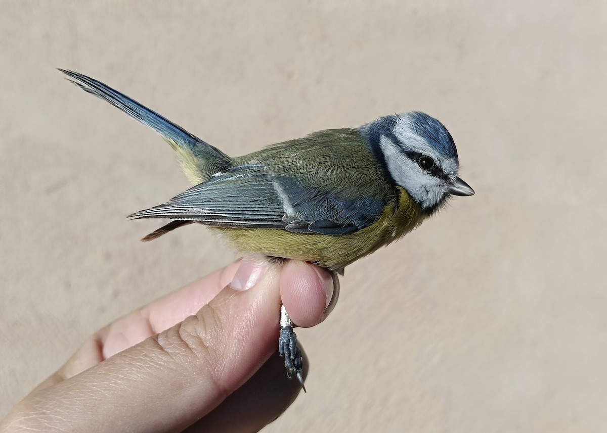 Eurasian Blue Tit - ML645951804