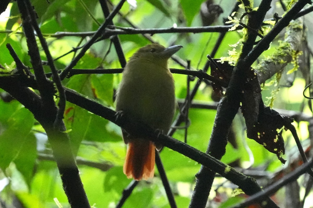 Russet Antshrike - ML645951808