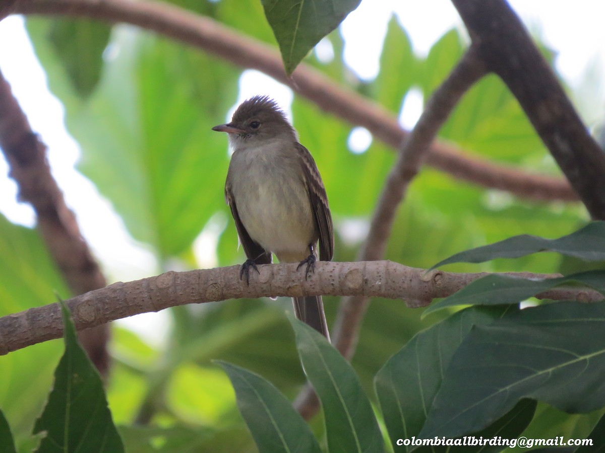 カリブシラギクタイランチョウ - ML645951809