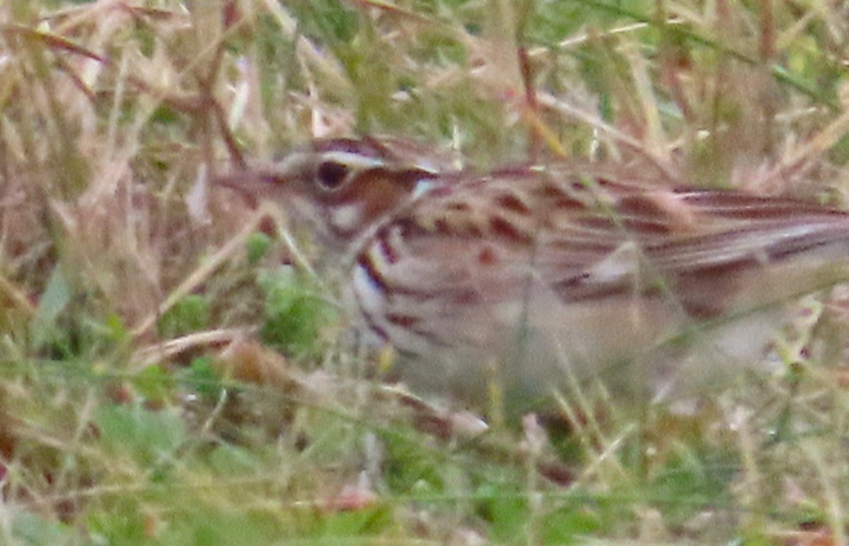 Wood Lark - ML645951810