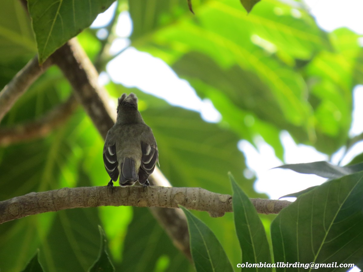 カリブシラギクタイランチョウ - ML645951818