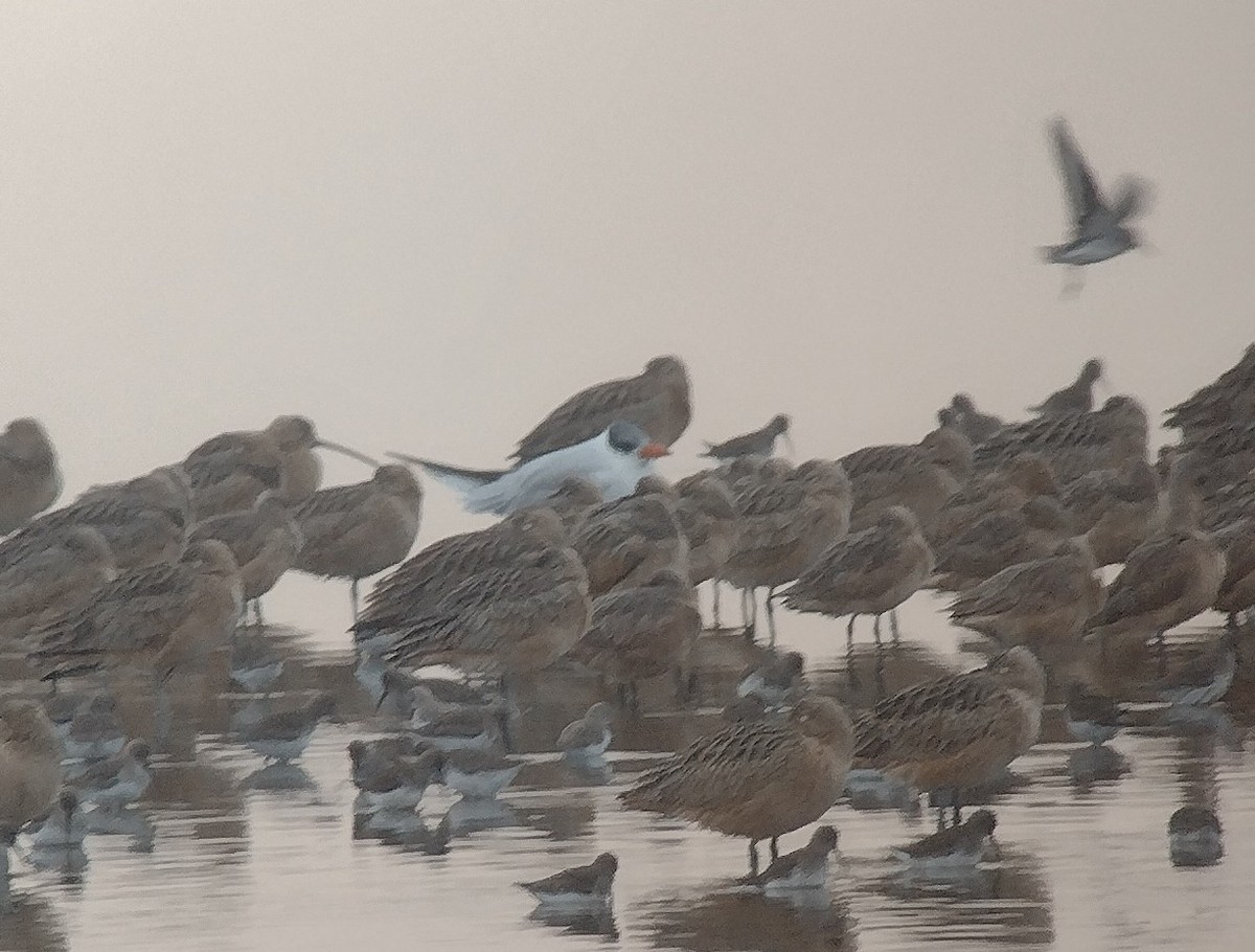 Чеграва - ML645951823