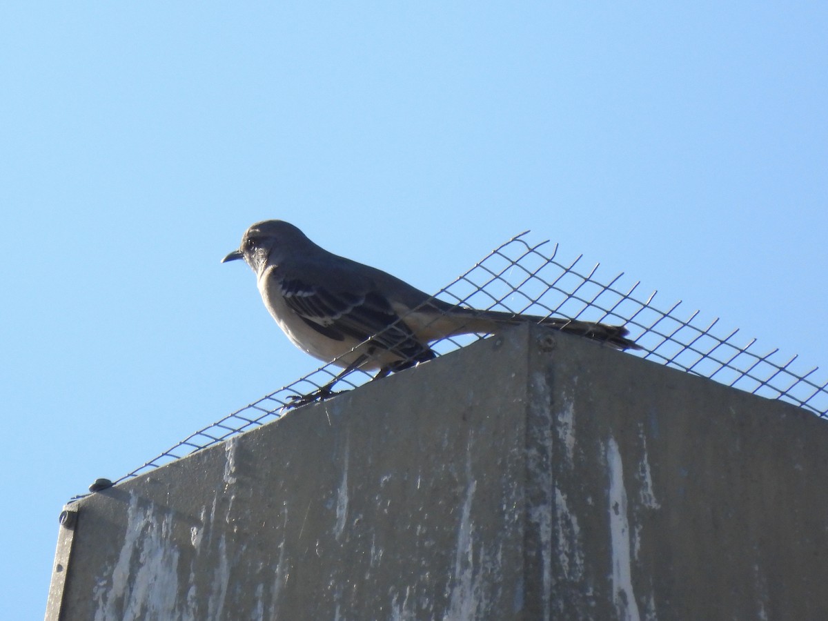 Пересмішник багатоголосий - ML645951827