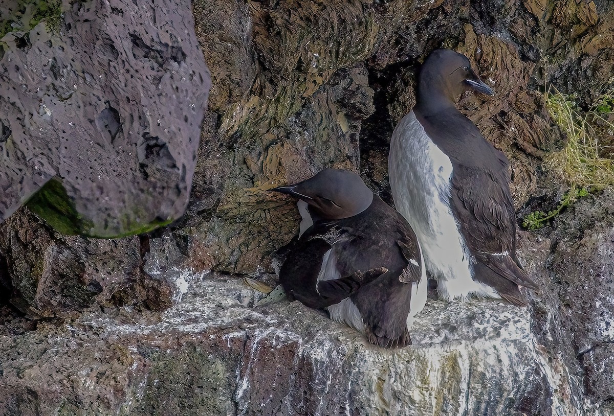 Толстоклювая кайра - ML645951829