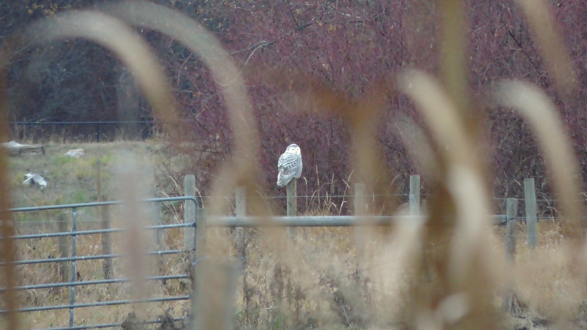 Snowy Owl - ML645951832