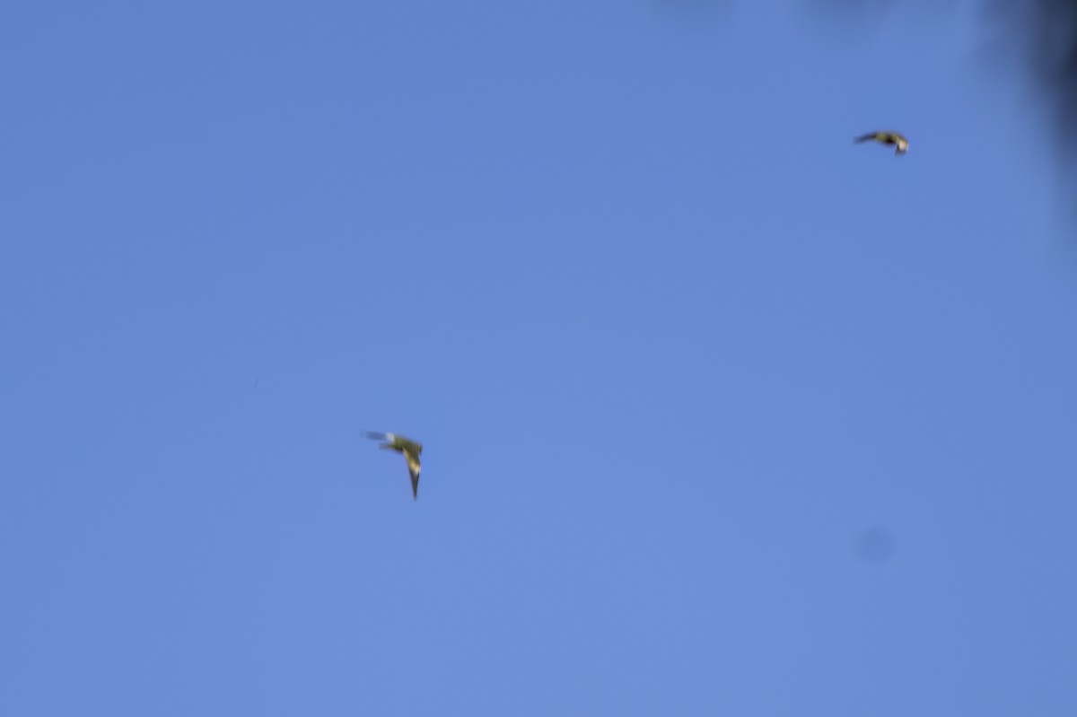 White-winged Parakeet - ML645951835