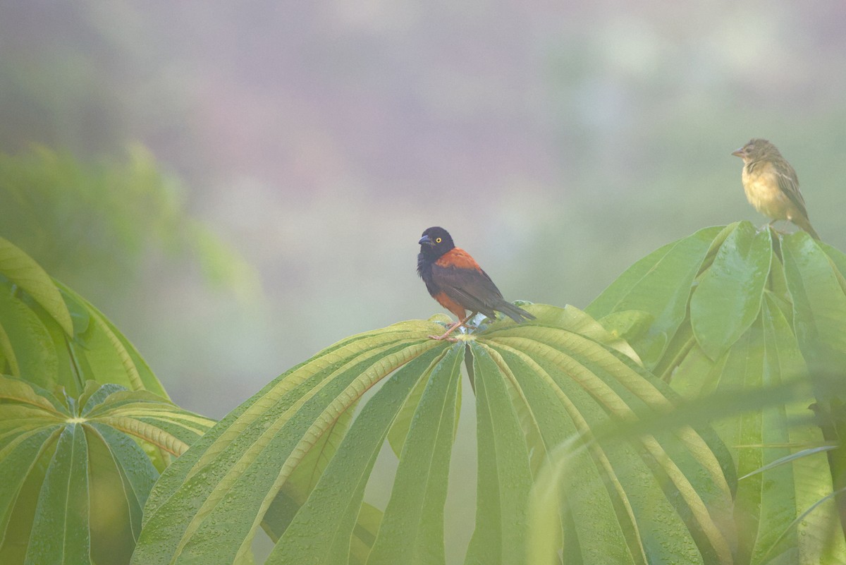 Tejedor Pardinegro - ML645951836