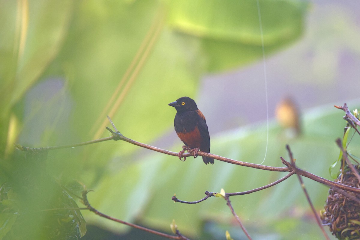 Tejedor Pardinegro - ML645951837