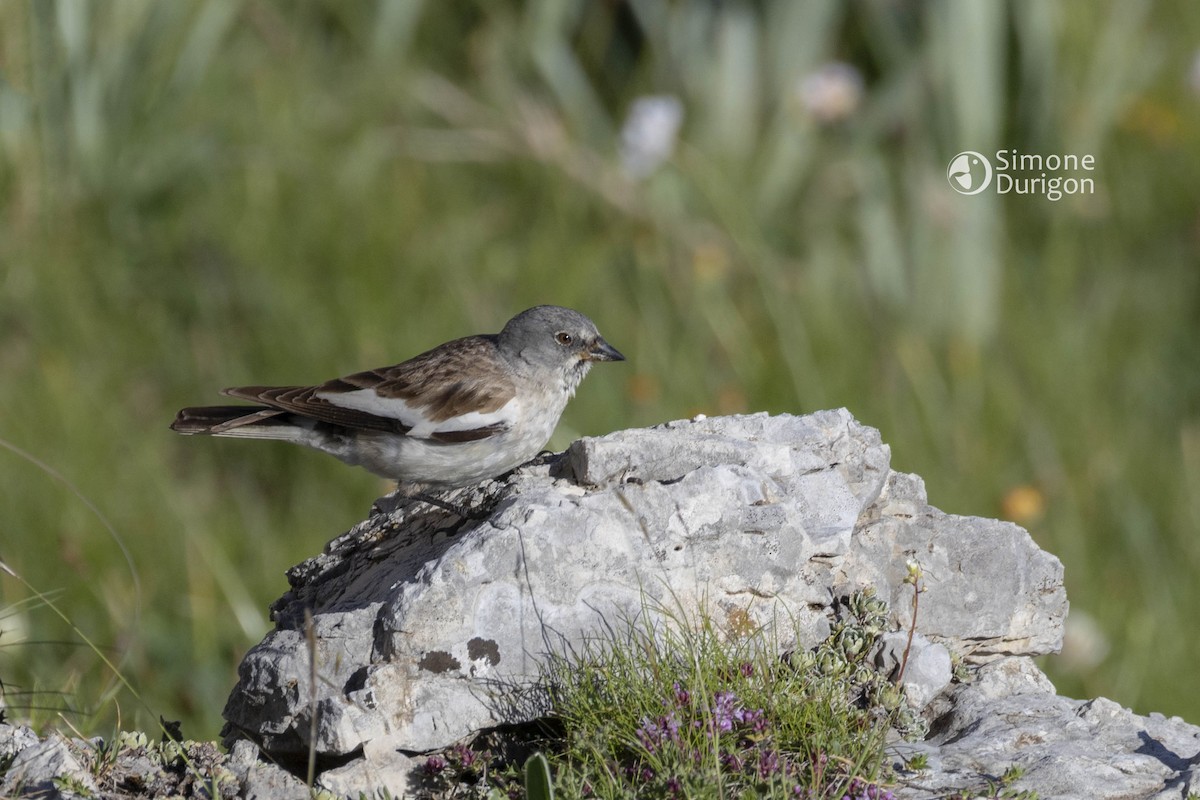 White-winged Snowfinch - ML645951852