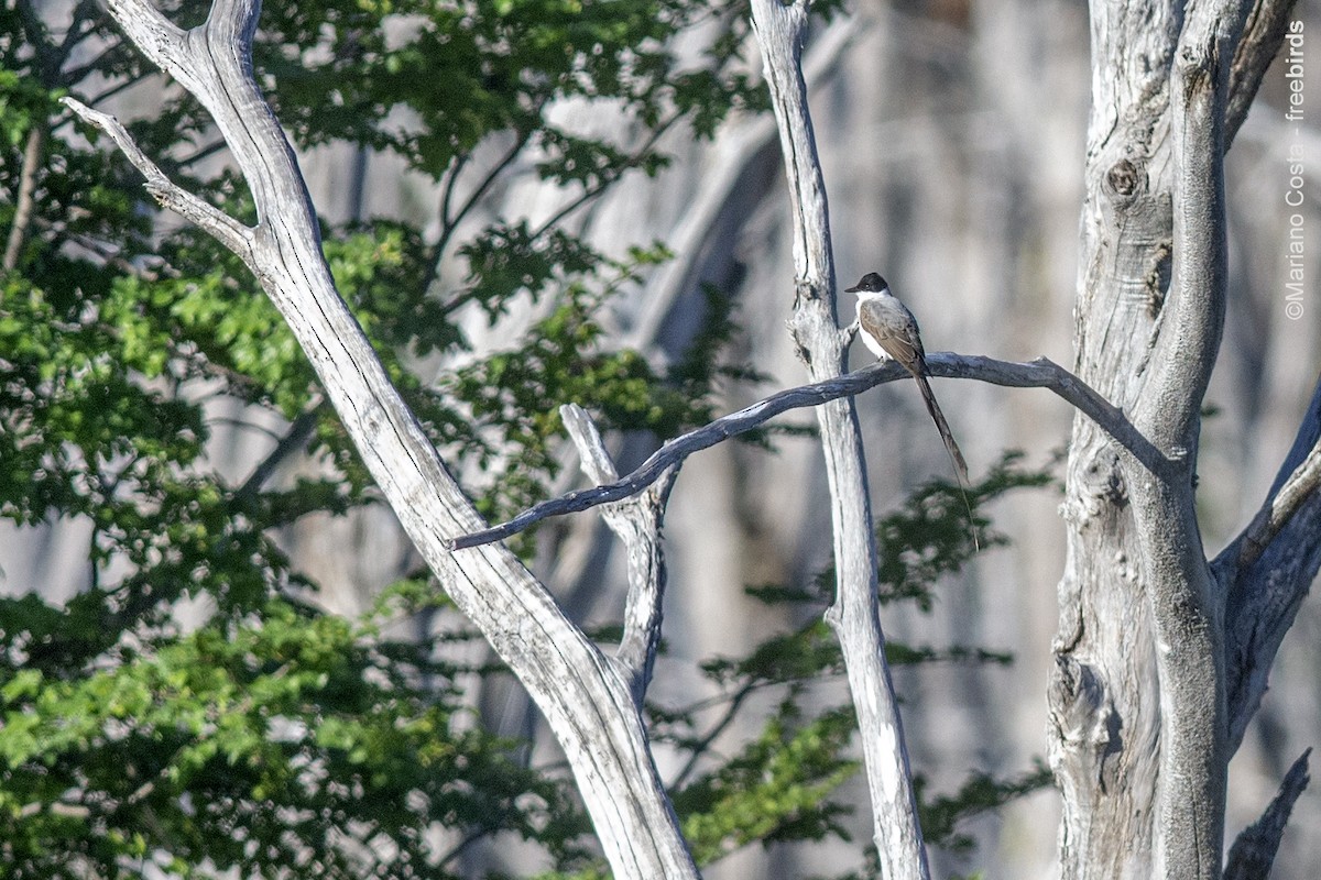 Fork-tailed Flycatcher - ML645951868