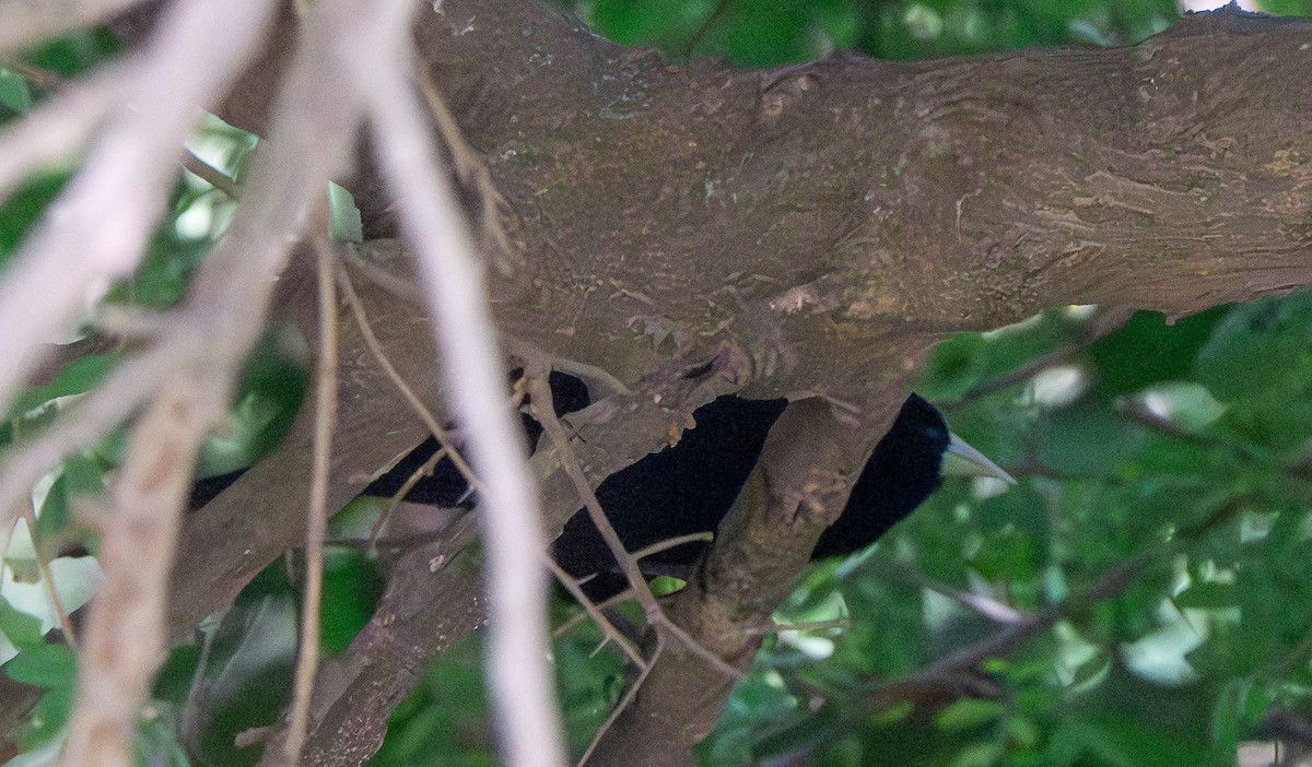 Solitary Black Cacique - ML645951872