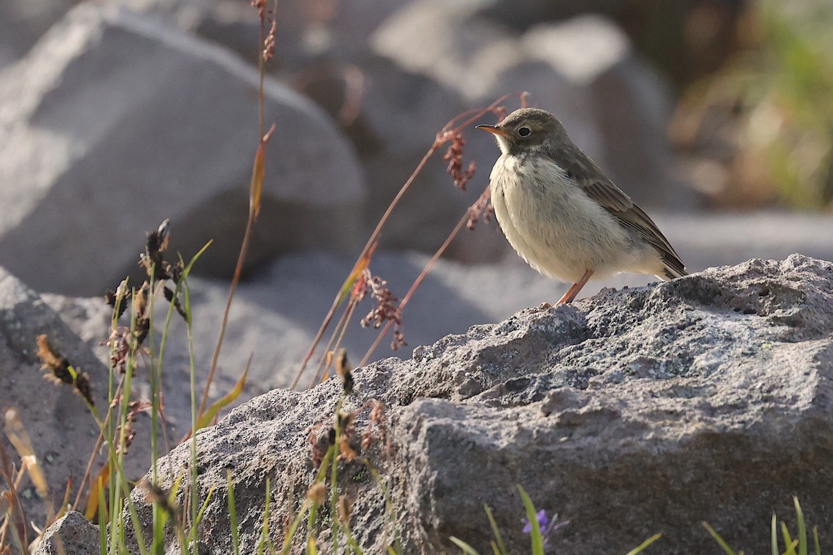 Pipit d'Amérique - ML645951873