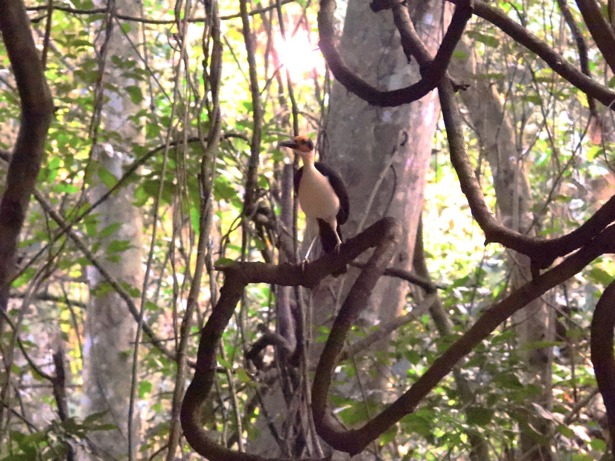 Gelbkopf-Felsenhüpfer - ML645951876
