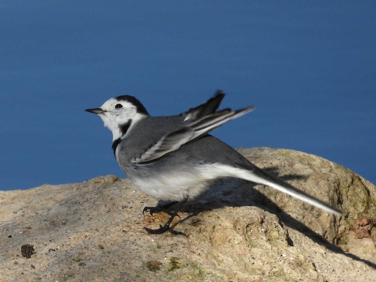 White Wagtail - ML645951879