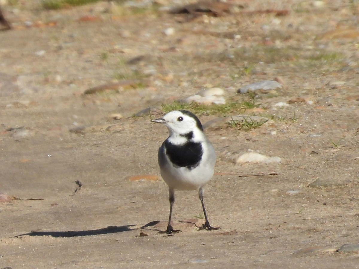White Wagtail - ML645951886