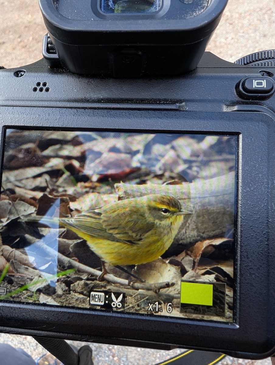 Palm Warbler - ML645951897