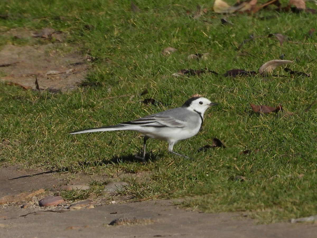 White Wagtail - ML645951899