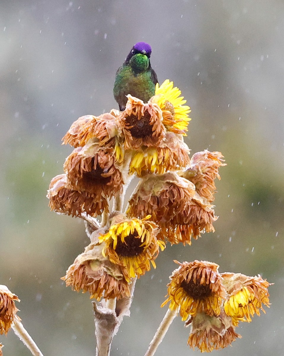 Purple-backed Thornbill - ML645951905