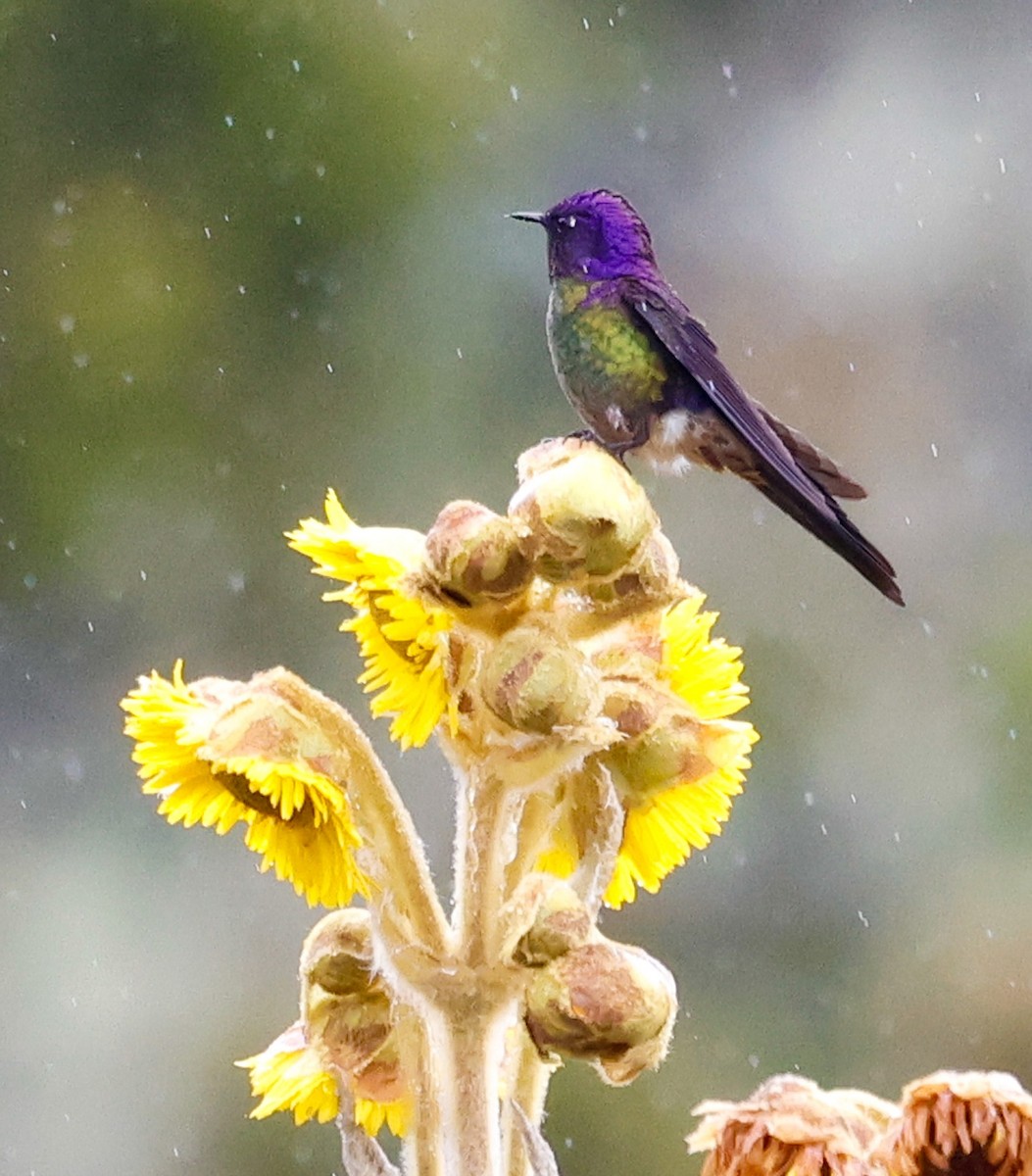 Purple-backed Thornbill - ML645951906