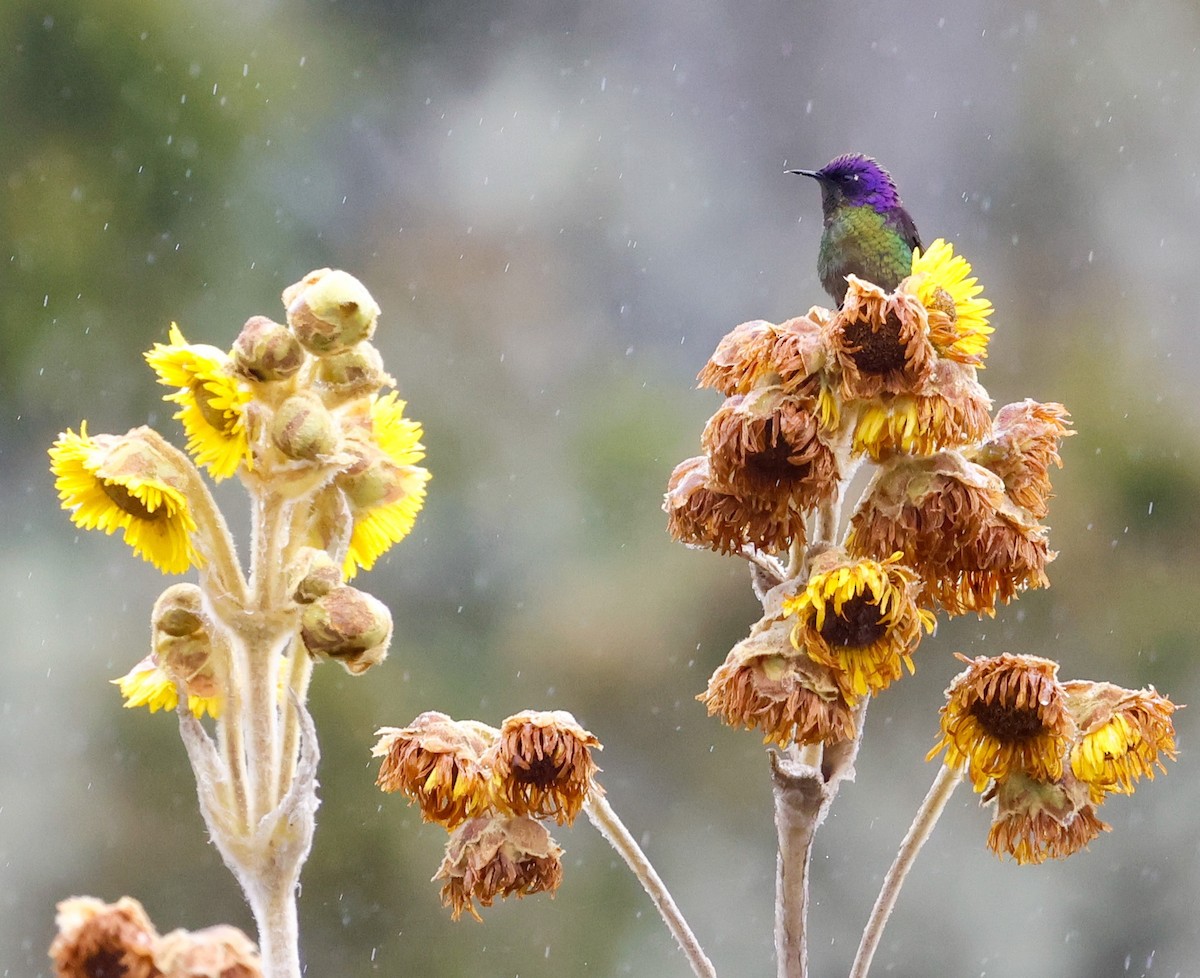 Purple-backed Thornbill - ML645951907
