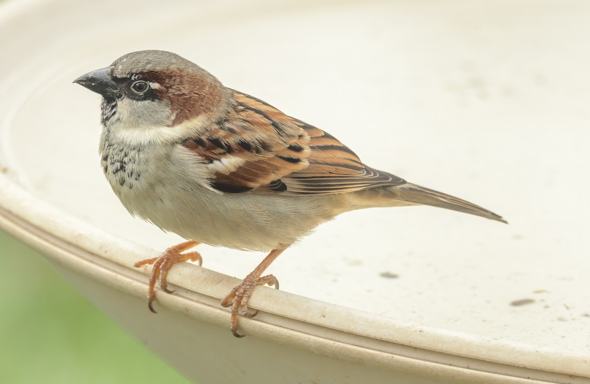 House Sparrow - ML645951908