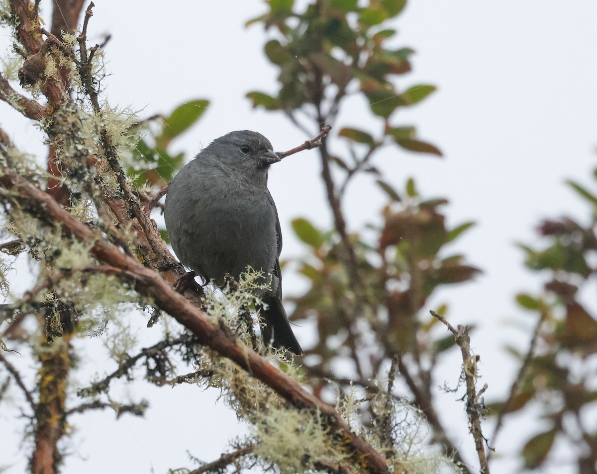 Plumbeous Sierra Finch - ML645951922