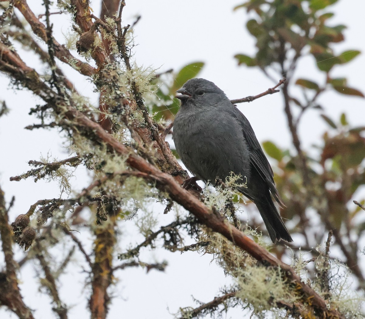 Plumbeous Sierra Finch - ML645951923