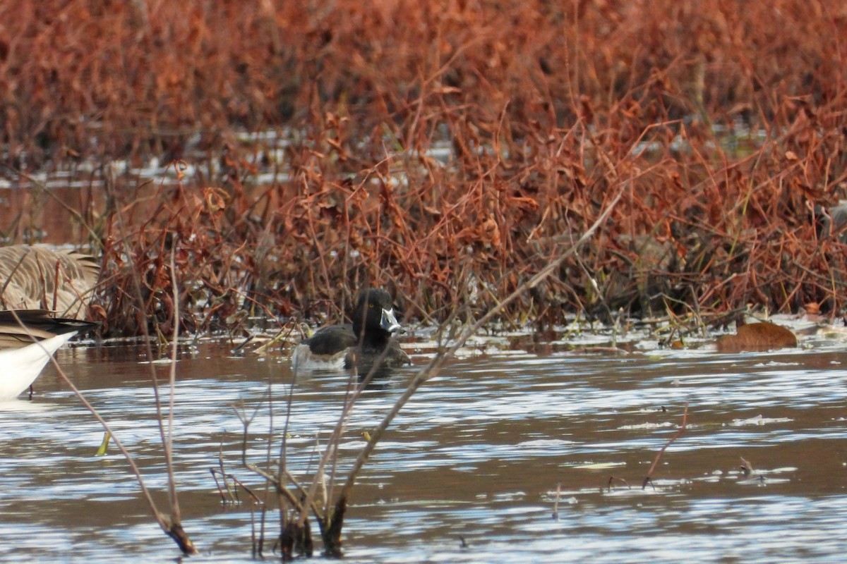 Ring-necked Duck - ML645951925