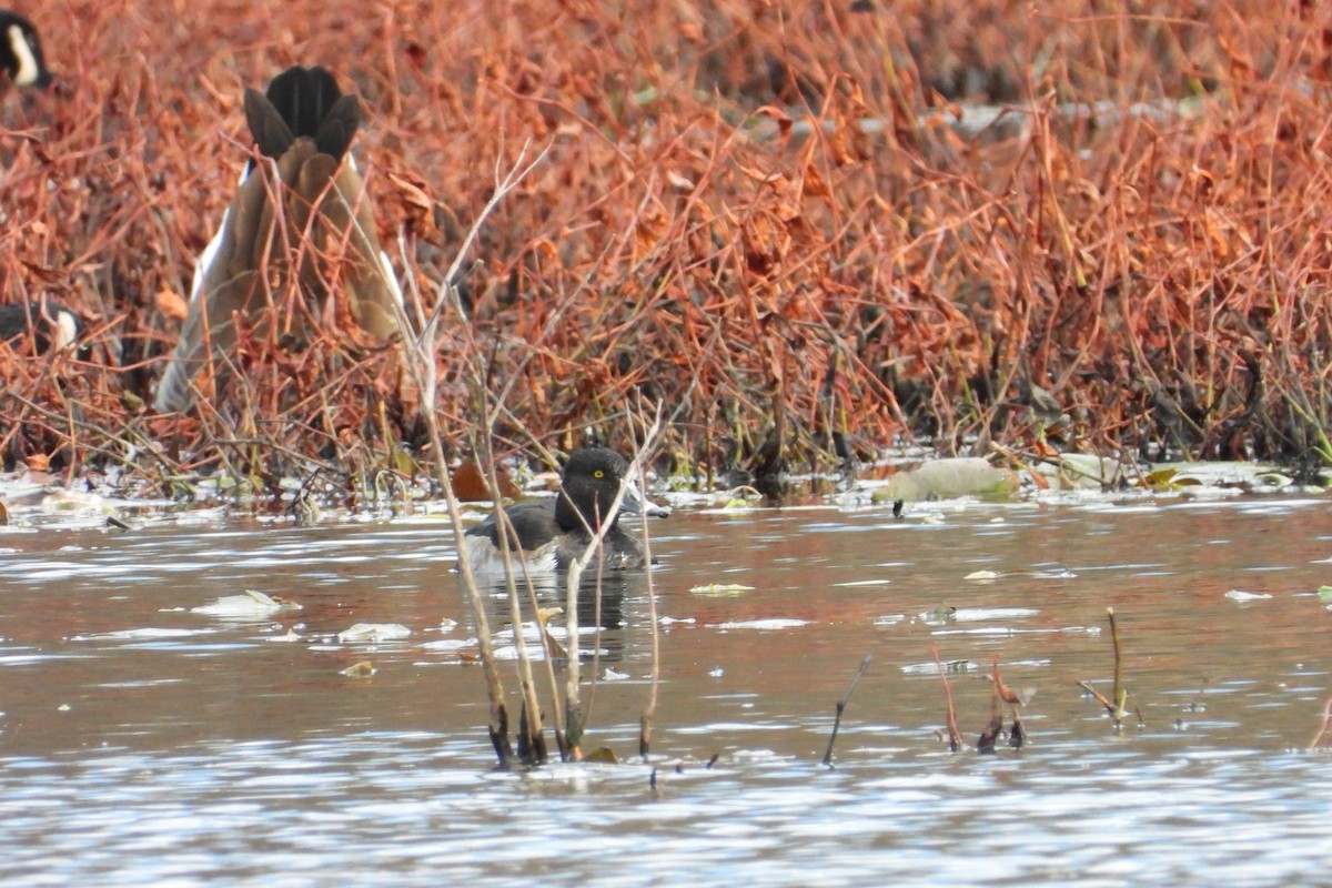 Ring-necked Duck - ML645951926