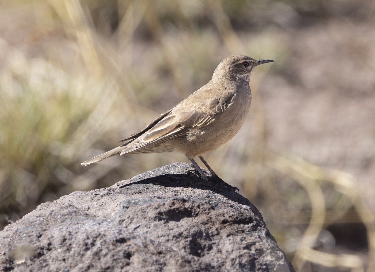 Buff-winged Cinclodes - ML645951934