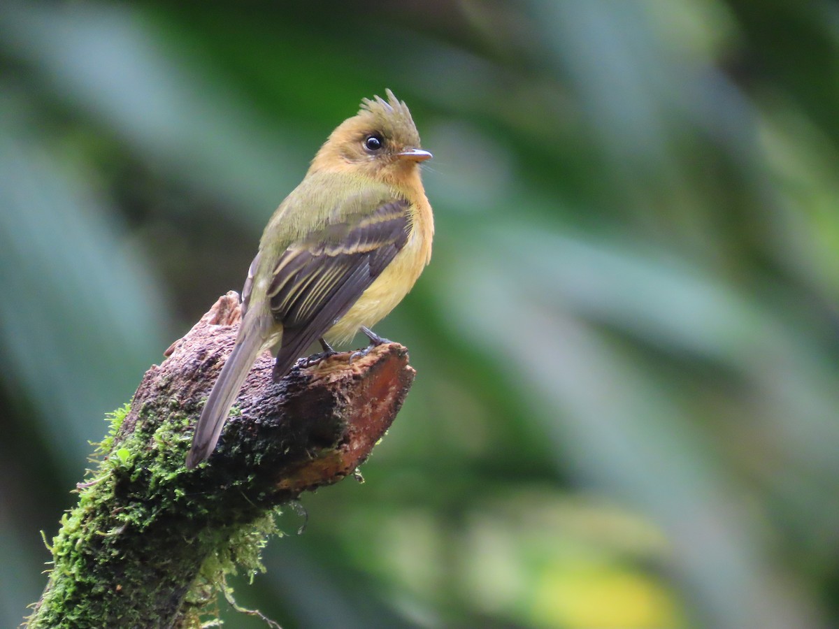 Tufted Flycatcher - ML645951938