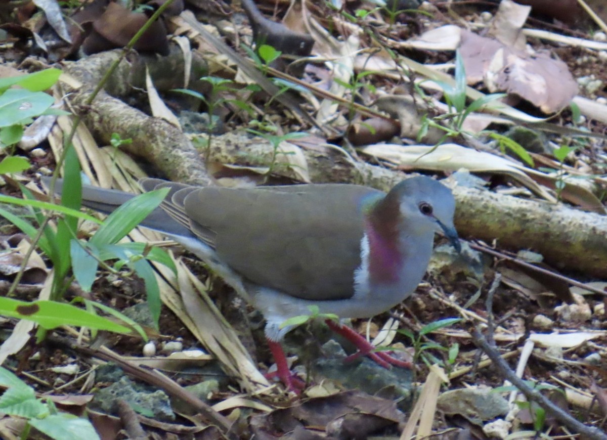 シロハラシャコバト - ML645951940