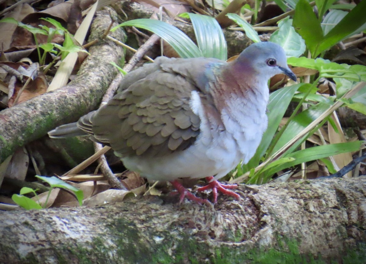 シロハラシャコバト - ML645951941