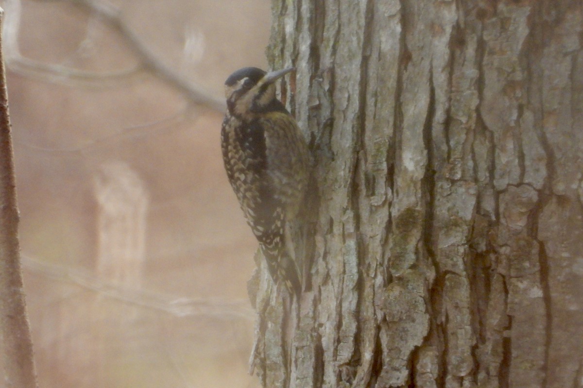 Yellow-bellied Sapsucker - ML645951945