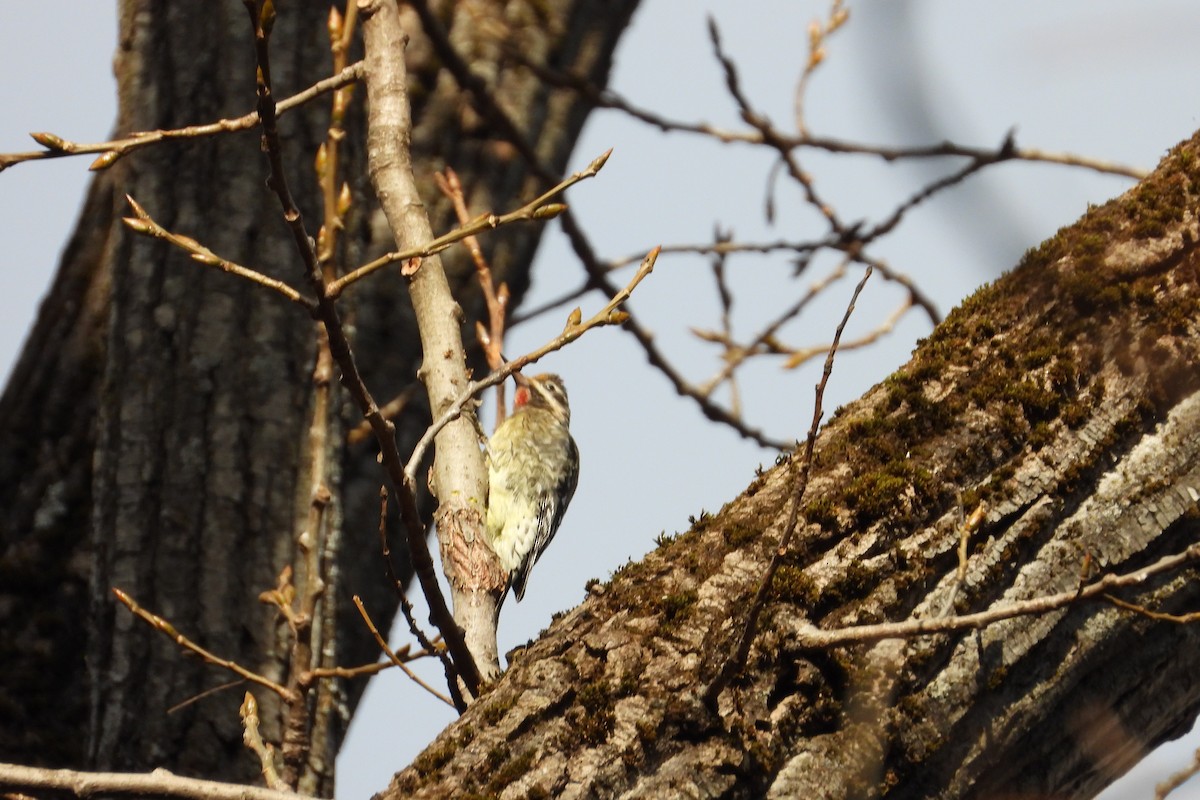 Yellow-bellied Sapsucker - ML645951946