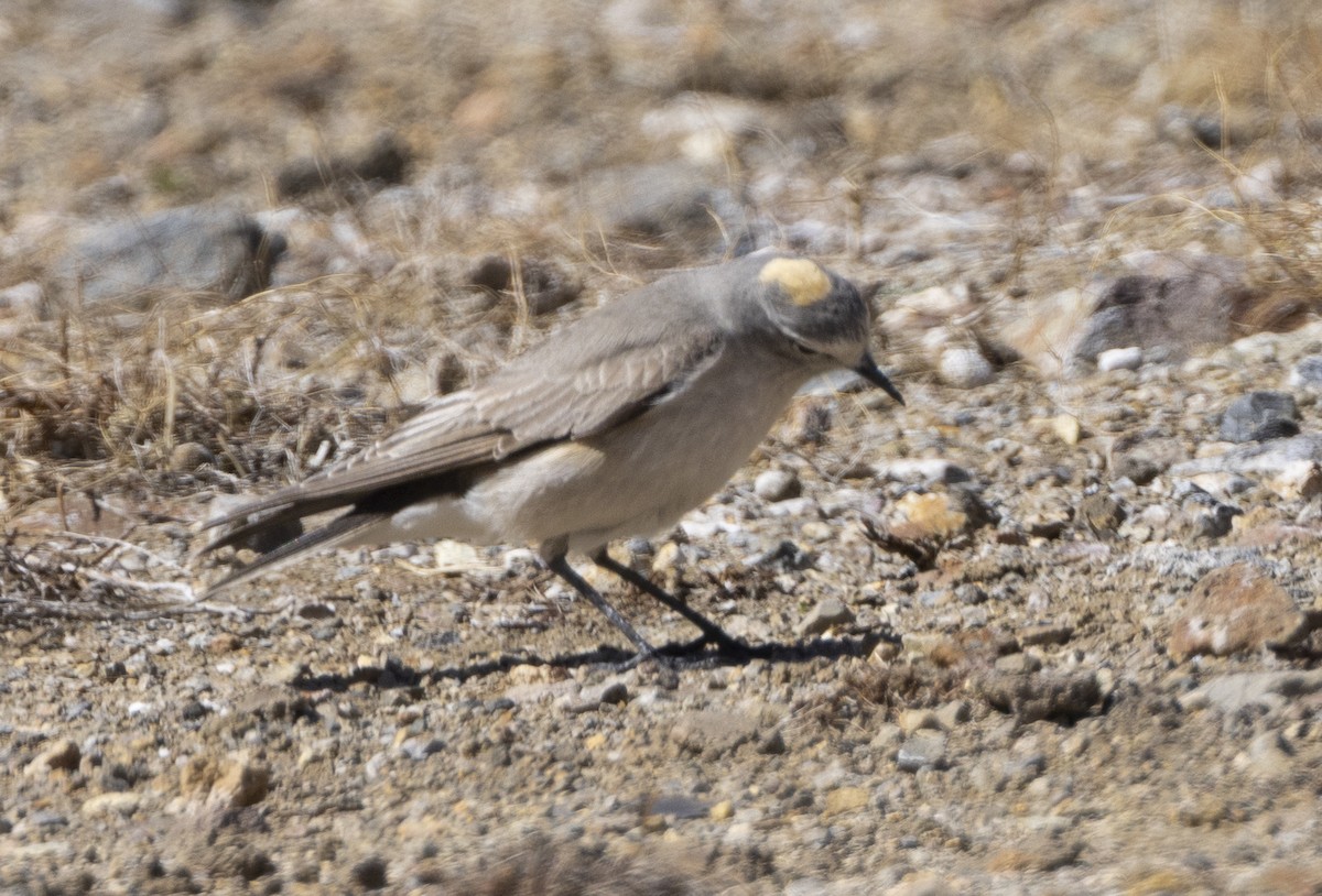 Ochre-naped Ground-Tyrant - ML645951947