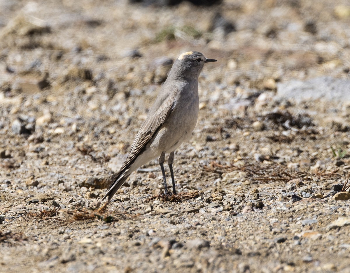 Ochre-naped Ground-Tyrant - ML645951948