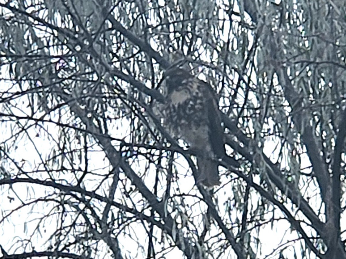 Red-tailed Hawk - ML645951954