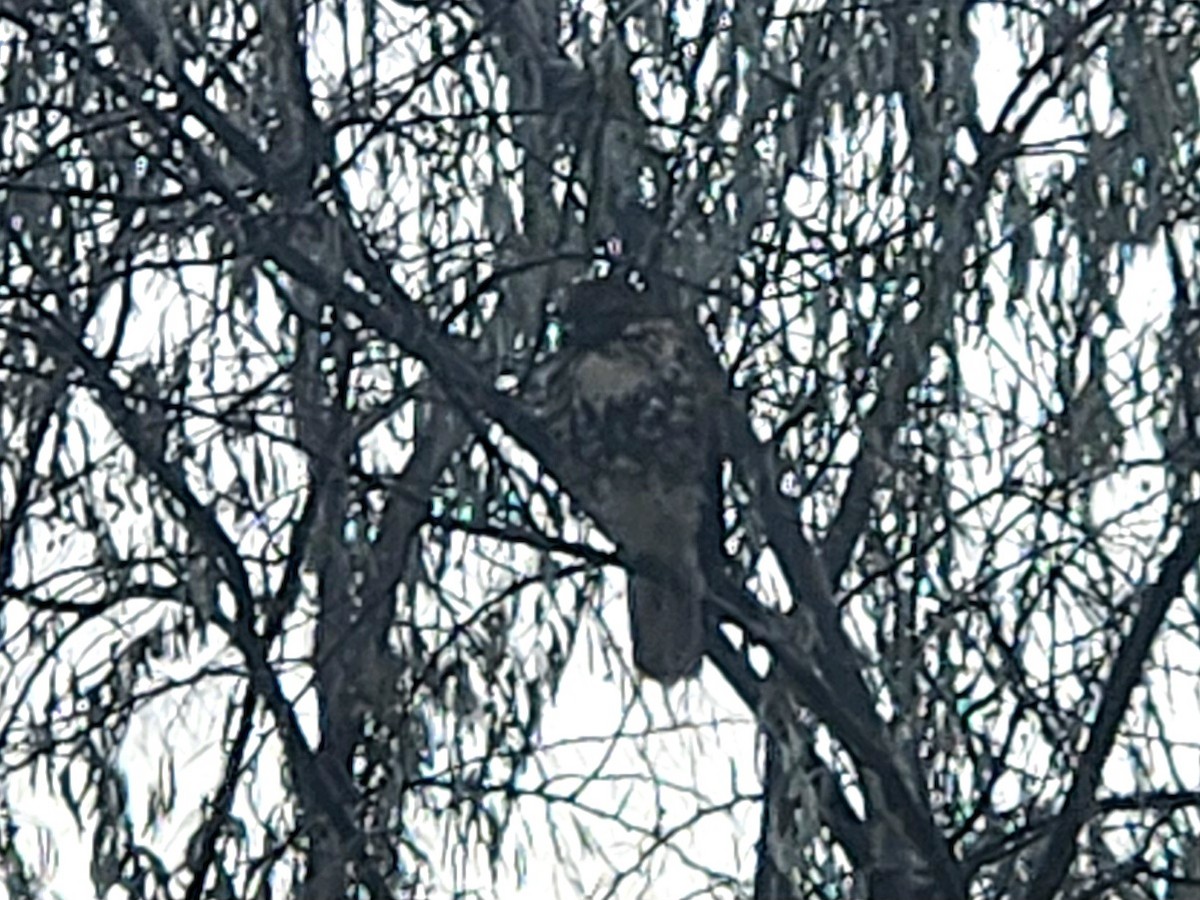 Red-tailed Hawk - ML645951955