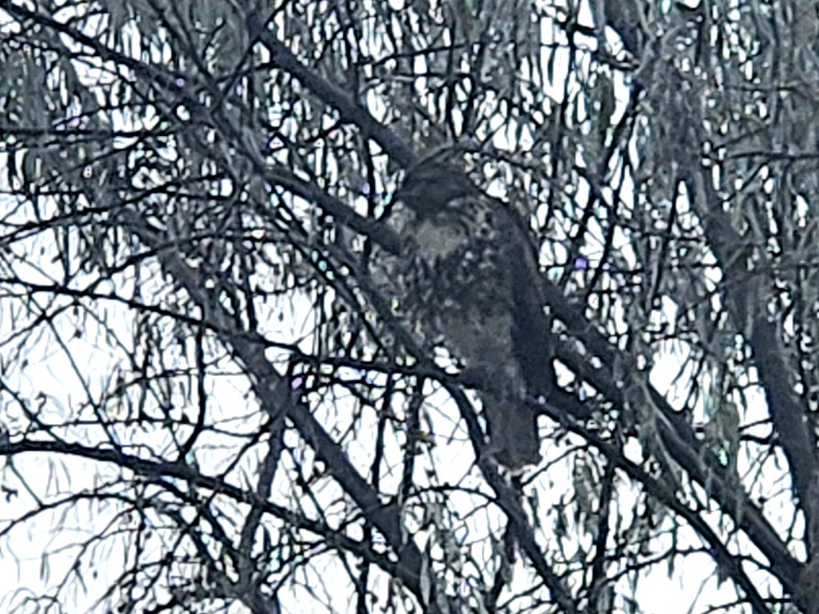Red-tailed Hawk - ML645951956