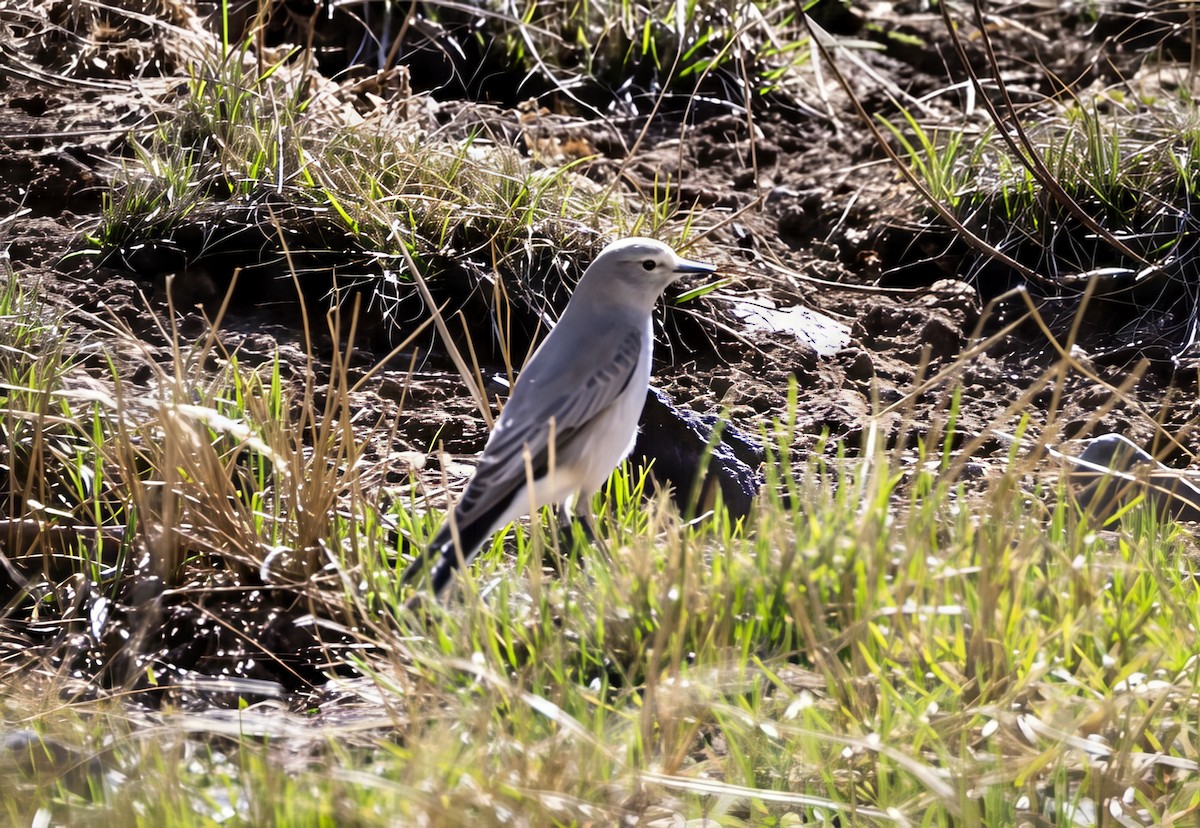 Ochre-naped Ground-Tyrant - ML645951957