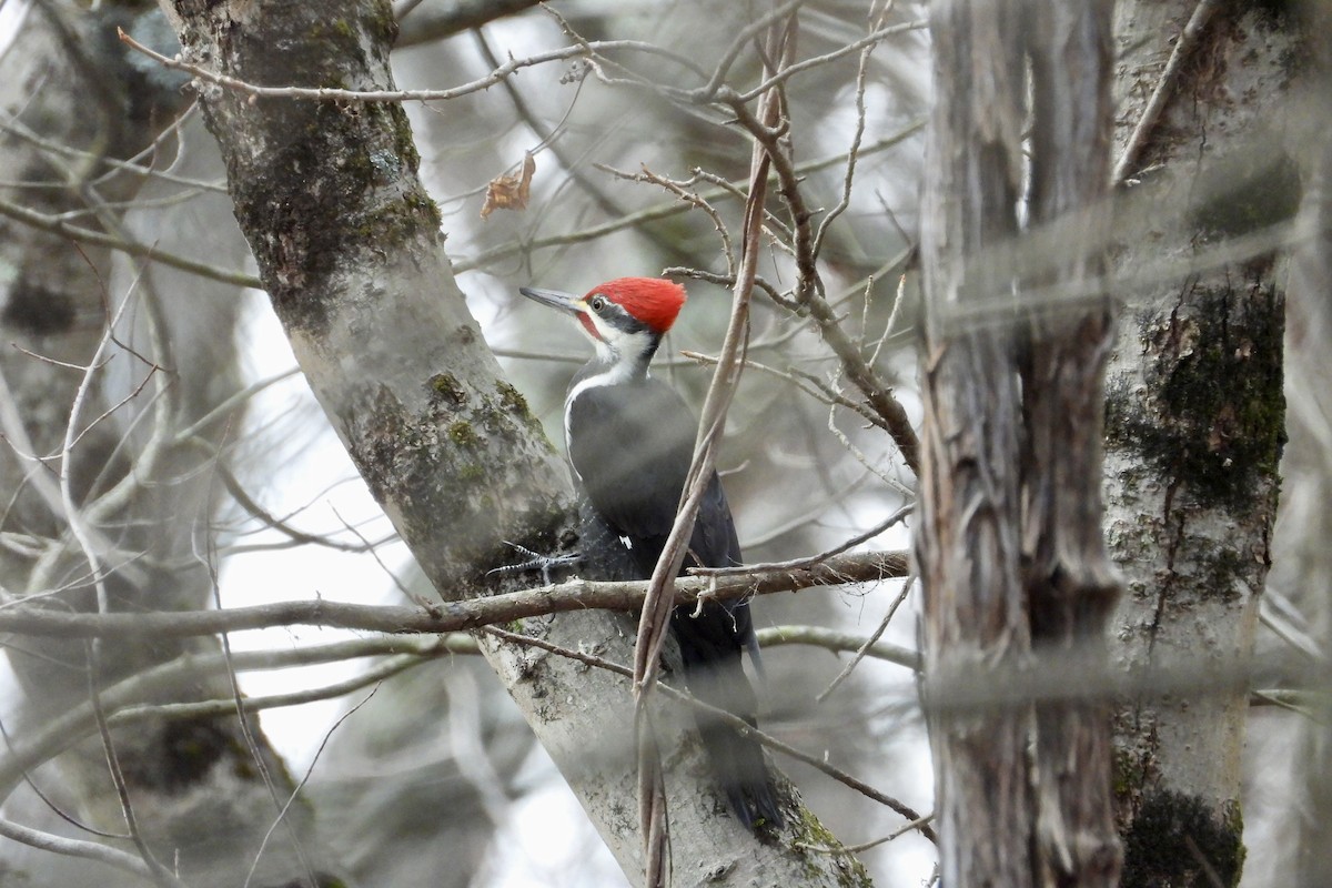 Pileated Woodpecker - ML645951958