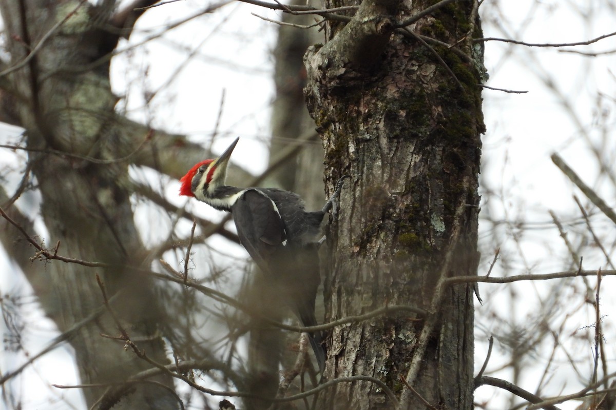 Pileated Woodpecker - ML645951959