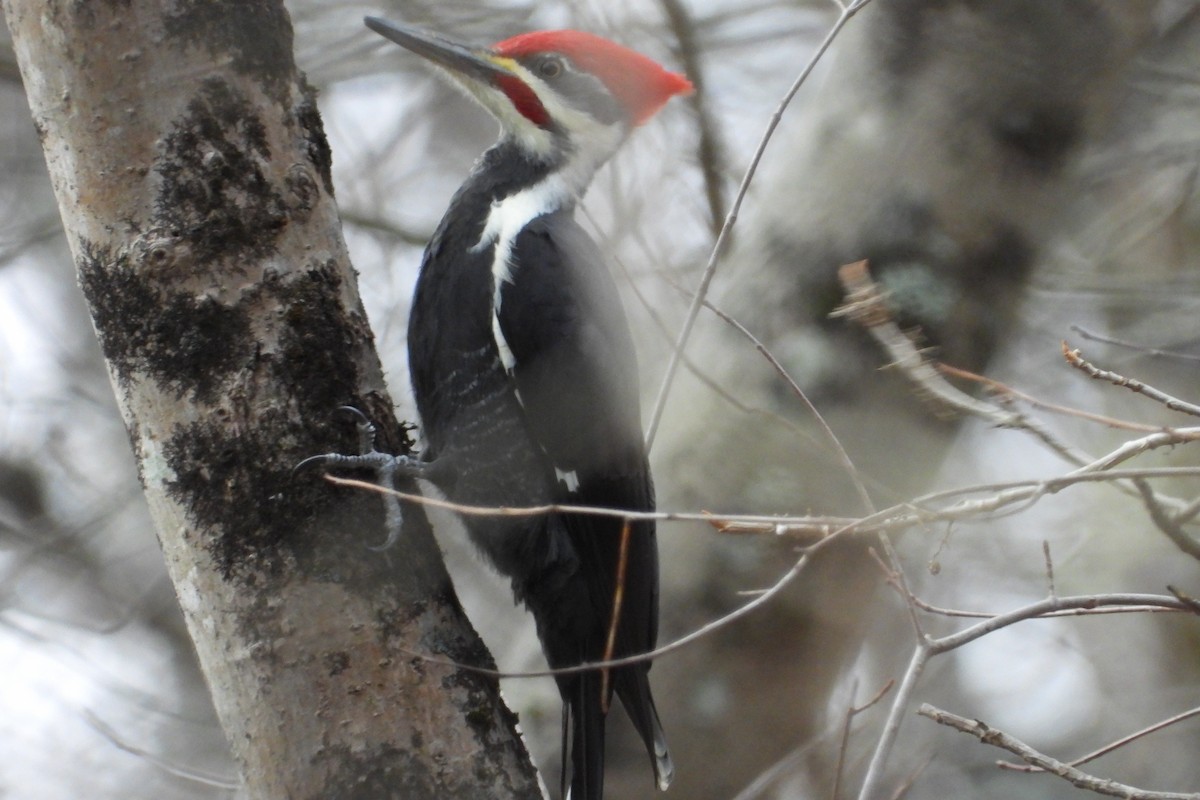 Pileated Woodpecker - ML645951960