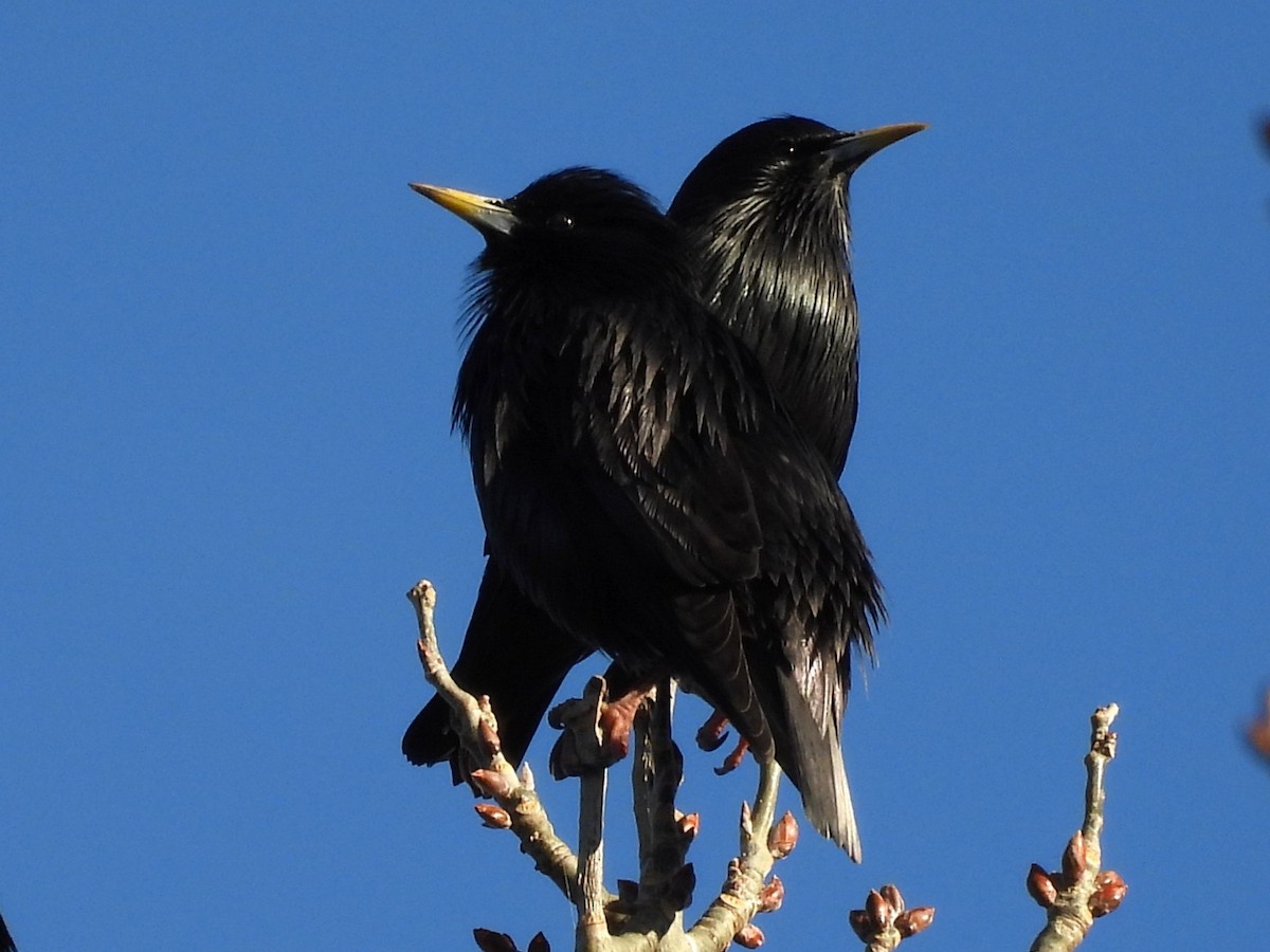 Étourneau unicolore - ML645951962