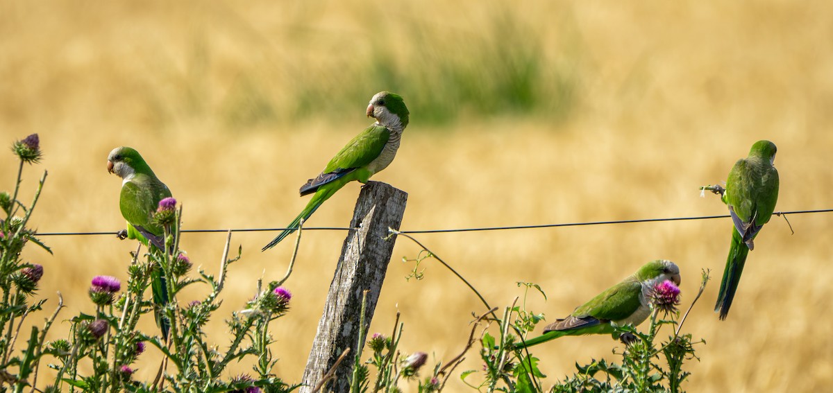 Калита сіроволий - ML645951963