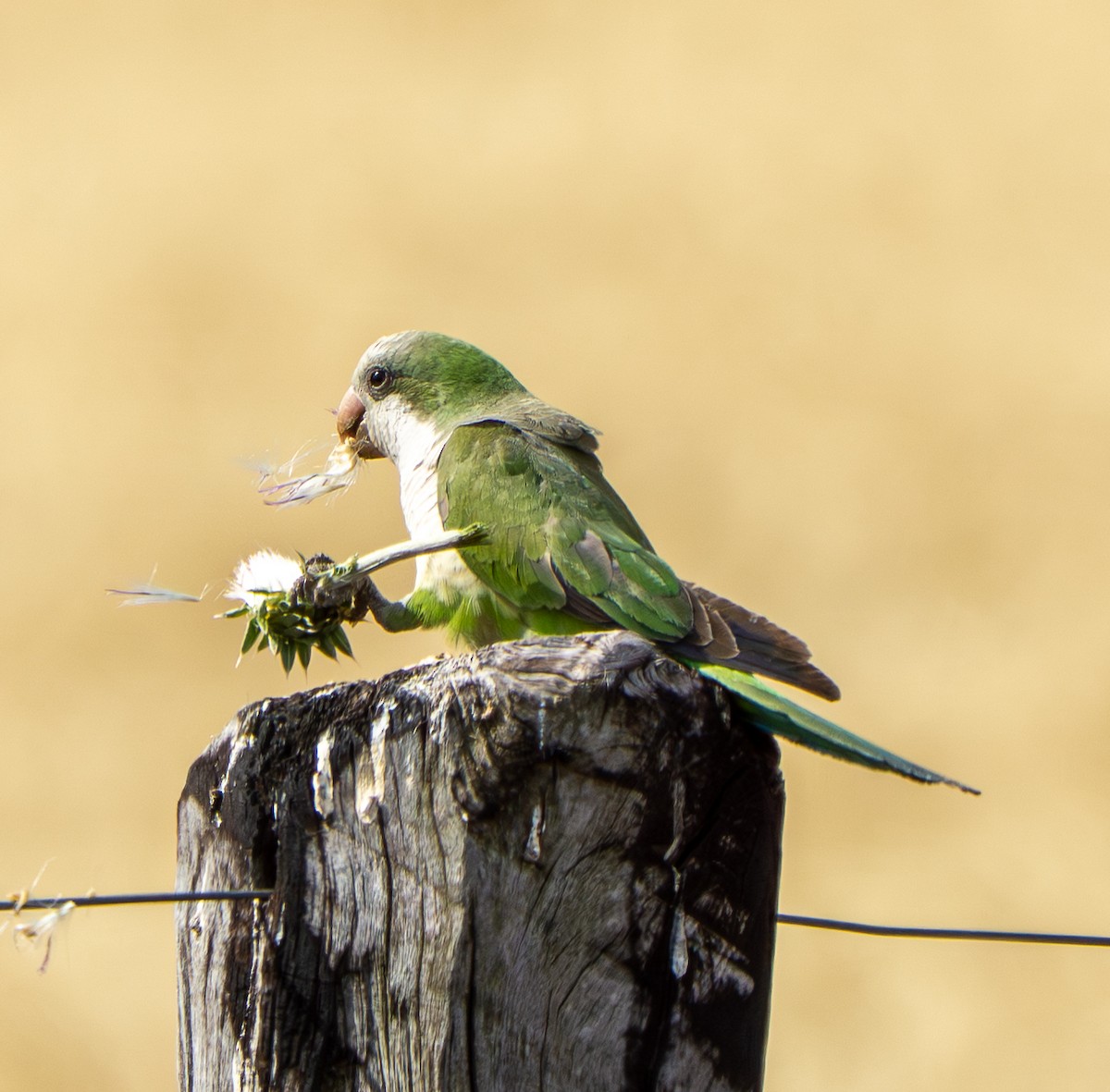 Калита сіроволий - ML645951964