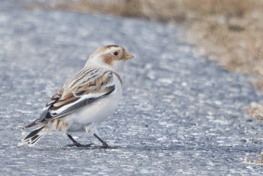 Escribano Nival - ML645951970